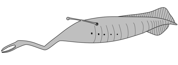 An artists reconstruction of Tullimonstrum gregarian. Creative Commons License by Ta-tea-two-te-to